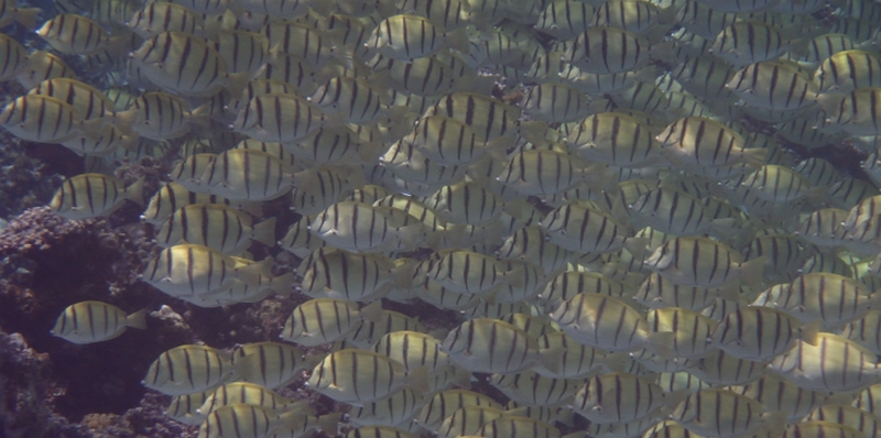 ��J���▰�C���y���b�����T�|�[�g�T�v���I�y�e�A�j���������z
���T�C�g